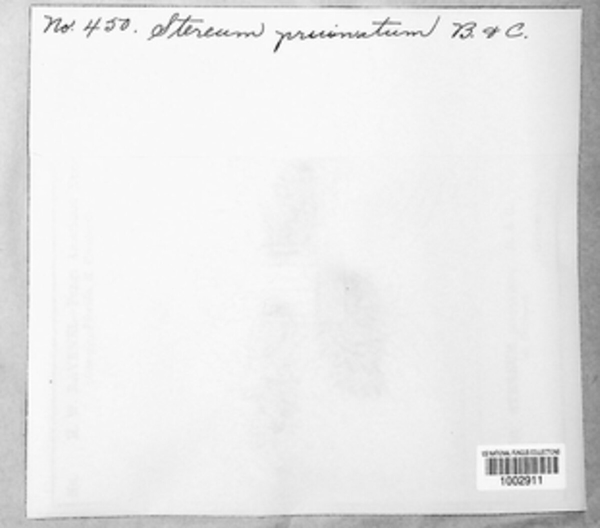 Peniophora pruinata image